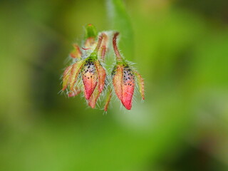 Spotted Rock-Rose (Tuberaria guttata)