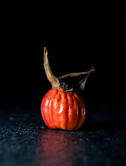 multi colored seed pod