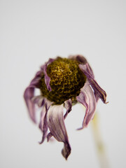 withered flower