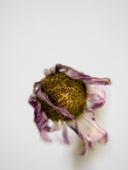 withered flower