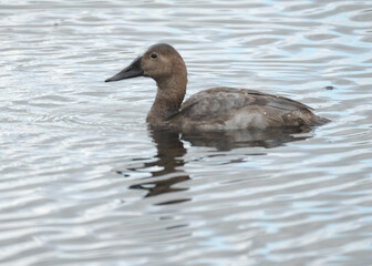 white duck swimming in the water