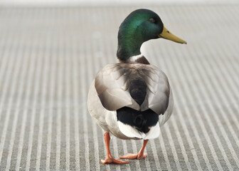 duck on the bridge