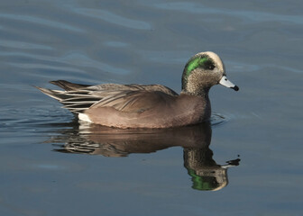 duck on the water