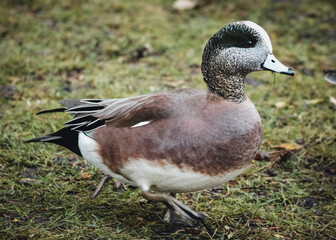 duck in the water