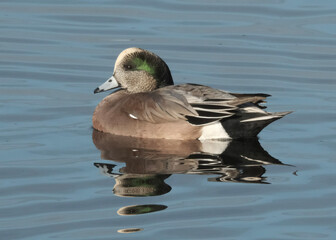 duck on the water