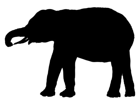インドゾウ Images Browse 345 Stock Photos Vectors And Video Adobe Stock