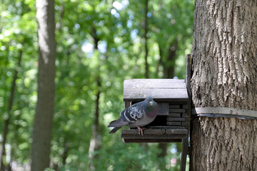 Pigeon house in the park in summer
