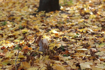 Cute fluffy squirrel in the park, cute animal. Autumn, park, leaves.