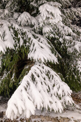 The charming view creates an incredible winter Christmas mood. A large branches fluffy spruce tree covered with fluffy snow, and lit by bright light from garlands.