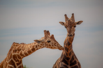 Obraz premium View of two giraffes in the zoo