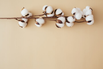Cotton branch flowers on beige background. Beautiful pattern with neutral colors. Minimal, stylish concept. Flat lay, top view, copy space.