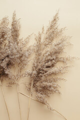 Dry pampas grass reeds agains on beige background. Beautiful pattern with neutral colors. Minimal, stylish, monochrome concept. Flat lay, top view, copy space. Set sail champagne trend color 2021