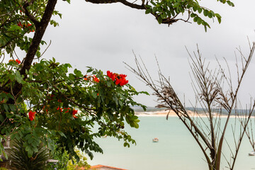 Paisagem com mar ao fundo e flor vermelha &agrave; frente