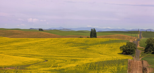 Tall trees in the middle of rapeseed fields in Palouse, Washington state
