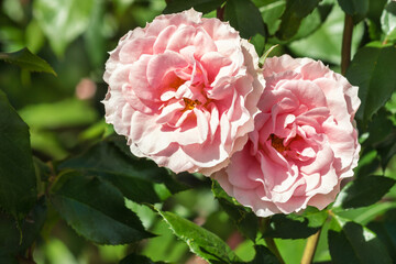 closeup of two pink double flowered English roses in bloom with blurred background and copy space