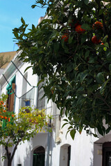 Typische Straße Strasse Gasse in Barcelona in Spanien Katalonien Europa mit Architektur und Bauwerken Mandarinen Orangen Bäumen