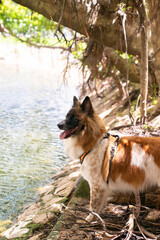 Outdoor dog