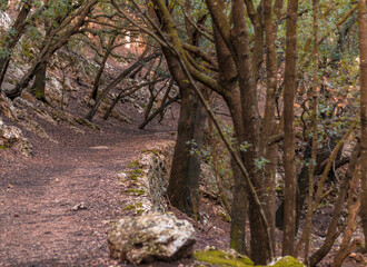 Camino de montaña rodeado de encinas