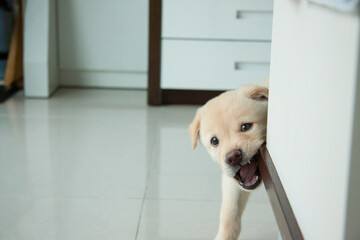 Plakat puppy bitting the table