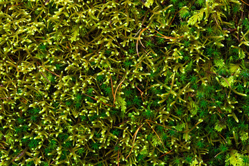 Variety of green moss texture