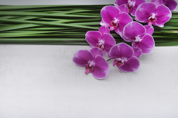 Naklejka na ściany i meble Branch pink orchid with green nature background long leafs. Green nature background long leafs. With copy space