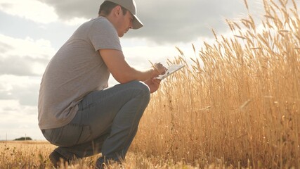 farmer working with tablet computer on wheat field. agricultural business. businessman analyzing...