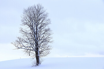 Schneelandschaft mit einem Baum im Winter in Bayern