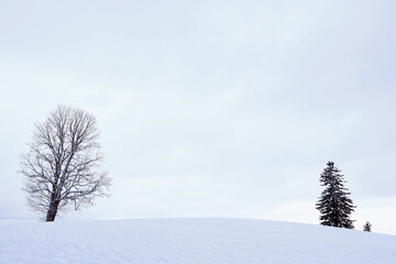 Schneelandschaft mit zwei Bäumen im Winter in Bayern