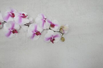 Pink and white orchid flower branch bloom included clipping path with copy space