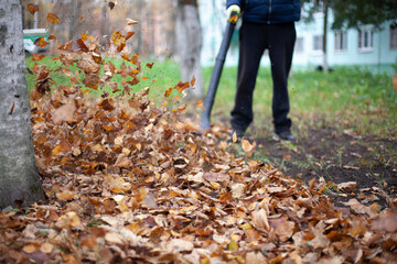 Air turbine for harvesting dry leaves. The gardener blows out old leaves.