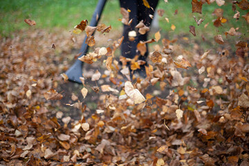 Air turbine for harvesting dry leaves. The gardener blows out old leaves.
