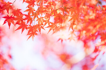 紅葉　もみじ　秋イメージ