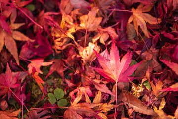 紅葉　もみじ　秋イメージ