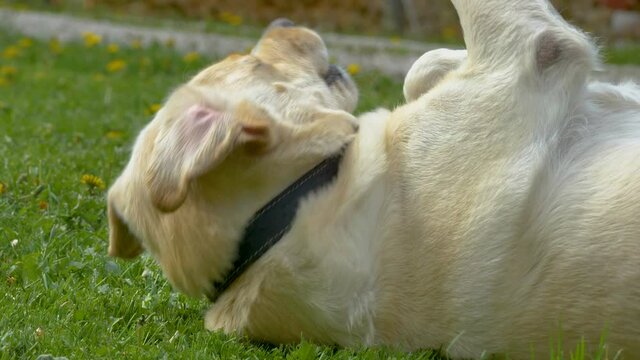 The cute dog rolling over the grassy ground outside the house in Estonia