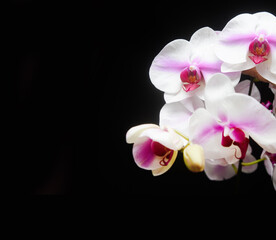 Obraz na płótnie Canvas white orchid flower branch bloom included clipping path with copy space on black background
