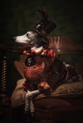 This image is a painterly portrait of a cute and regal italian greyhound dog posing  in fancy...