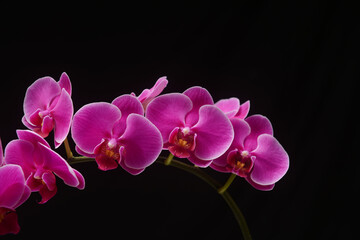Fototapeta na wymiar Pink orchid flower branch bloom included clipping path with copy space on black background