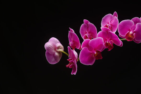 Pink orchid flower branch bloom included clipping path with copy space on black background
