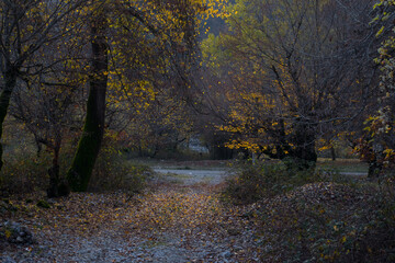 Amazing view with colorful autumn forest with asphalt mountain road at sunset.