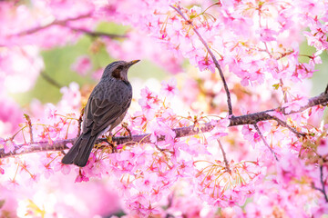 河津桜とヒヨドリ
