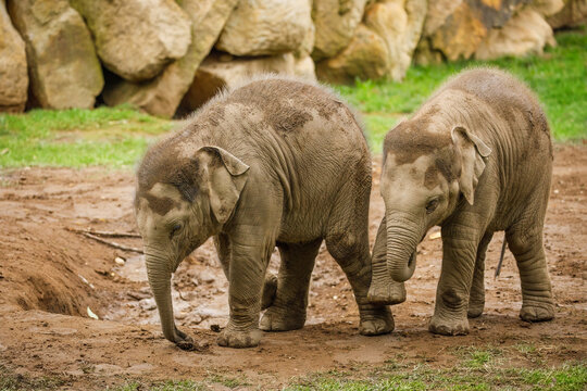 Two young muddy asian elephants, Elephas maximus, playing together in mud. Adorable baby elephants enjoy sunny day. Big mammals.