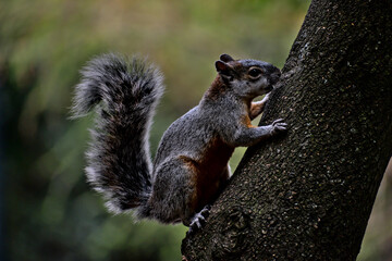 Squirrel with big tail on a tree branch, side view.