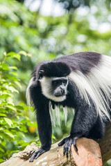 The mantled guereza (Colobus guereza) is a black-and-white colobus, a type of Old World monkey. It is native to much of west central and east Africa. 
It has a distinctive appearance.