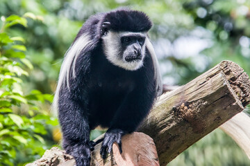 The mantled guereza (Colobus guereza) is a black-and-white colobus, a type of Old World monkey. It is native to much of west central and east Africa. 
It has a distinctive appearance.
