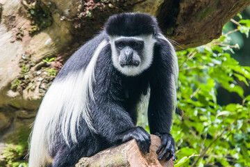 The mantled guereza (Colobus guereza) is a black-and-white colobus, a type of Old World monkey. It is native to much of west central and east Africa. 
It has a distinctive appearance.