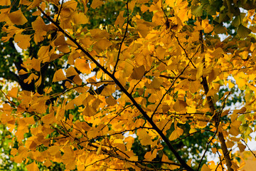 Beautiful and colorful autumn collection of Ginkgo leaves and paths in the park