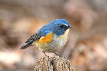 A Male Red-flanked bluetail (Tarsiger cyanurus)
