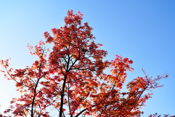 青空と綺麗な赤色の紅葉樹