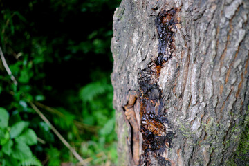 昆虫が集まる樹液のイメージ素材