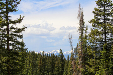 trees in the mountains